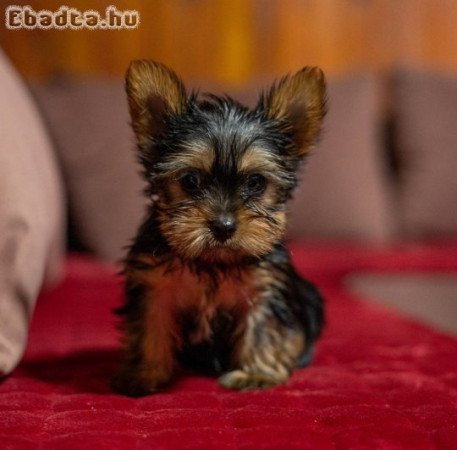 Yorkie-Yoksir terrier puppies