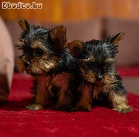 Yorkie-Yoksir terrier puppies