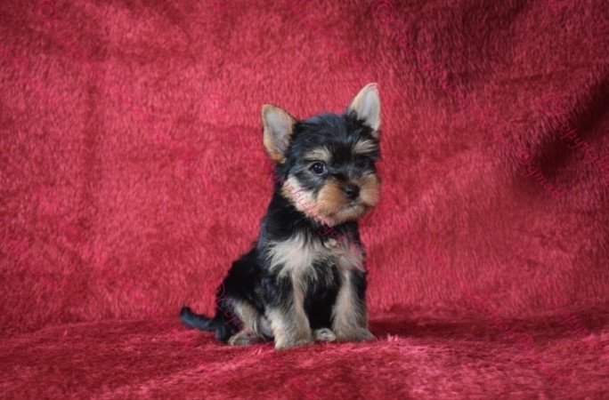 Yorkshire terrier