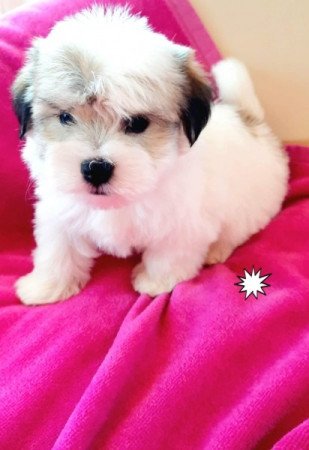 Bichon havanese