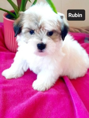 Bichon havanese