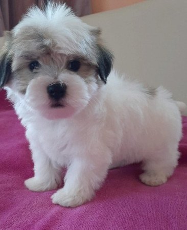 Bichon havanese