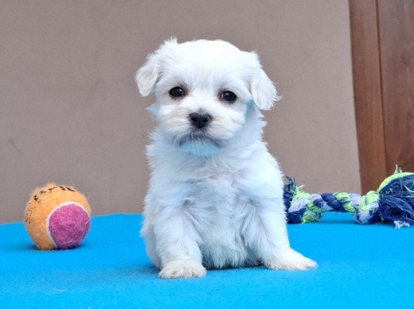 Bichon havanese