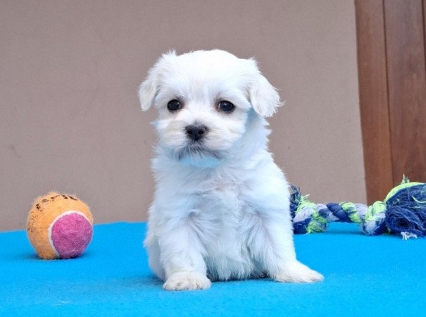 Bichon havanese