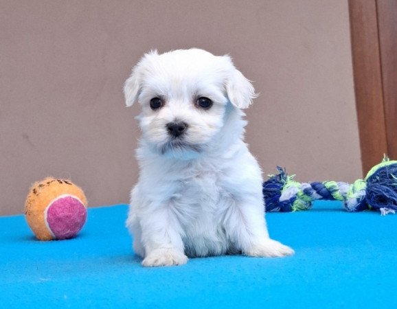 Bichon havanese