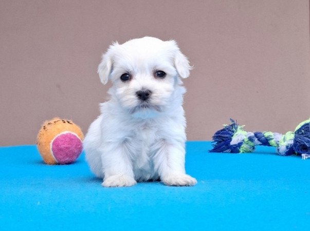 Bichon havanese