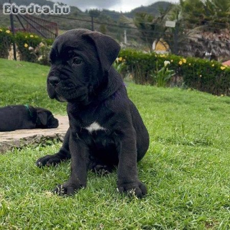 Blue cane corso for adoption and rehoming