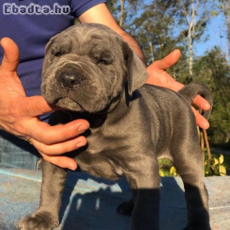 Pure breed corso puppies for sale Crotia/hungry