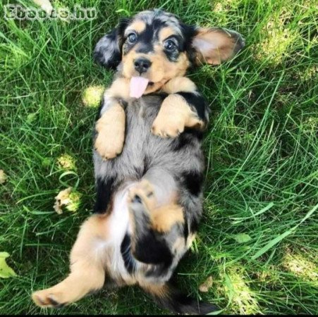 Dachshund puppies for sale, hungry/Crotia