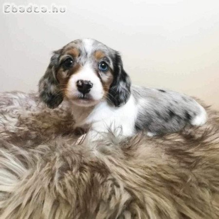 Dachshund puppies for sale, hungry/Crotia