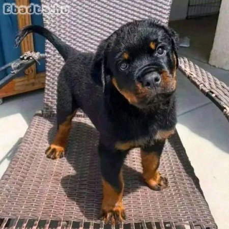 Rottweiler puppies for sale