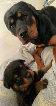 Rottweiler puppies for sale