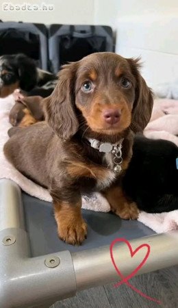 Dachshund puppies for adoption, Crotia/ hungry