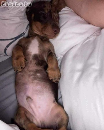 Dachshund puppies for adoption male and female