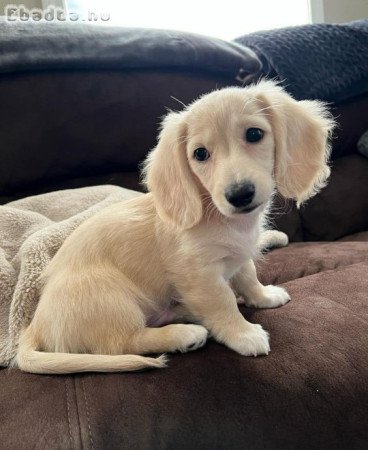 Cream Longhair miniature dachshund 4 sale