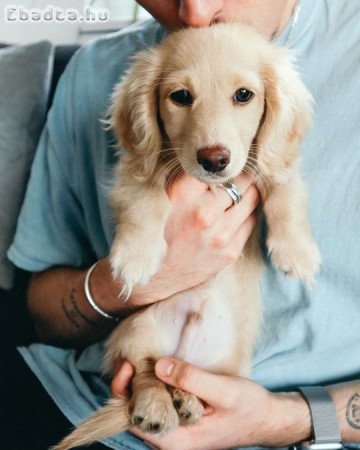 male& female dachshund blue eyes 4 sale