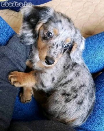 male& female dachshund blue eyes 4 sale