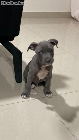 Pitbull puppies for adoption in Hungary