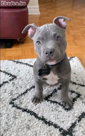 Pitbull puppies for adoption in Hungary