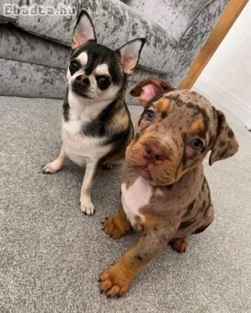 Pitbull puppies for adoption in Hungary