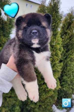 Amerikai akita