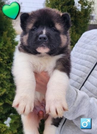 Amerikai akita