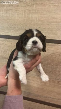 Cavalier King Charles fajtajellegű kutyák eladóak