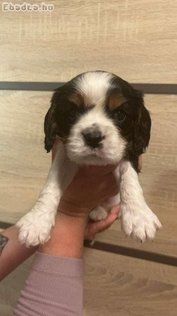 Cavalier King Charles fajtajellegű kutyák eladóak