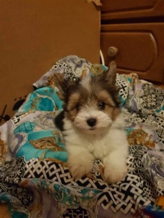 Yorkshire terrier biewer MINI