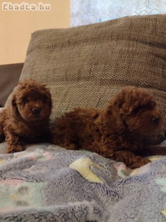 Red toy poodle-Puppies