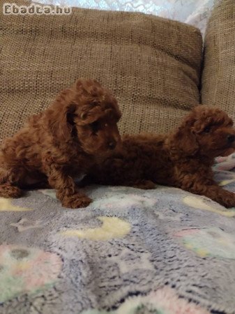 Red toy poodle-Puppies