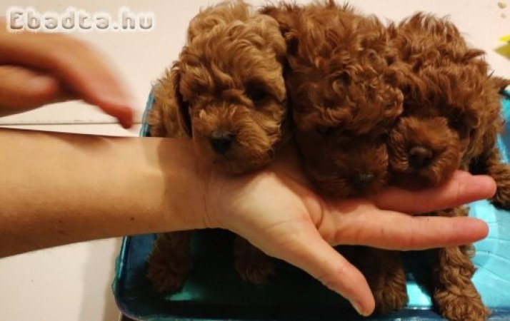 Red toy poodle-Puppies