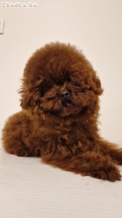 Red toy poodle-Puppies