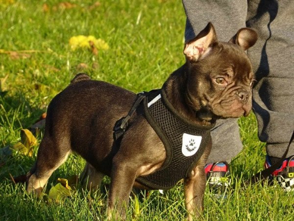 Francia bulldog