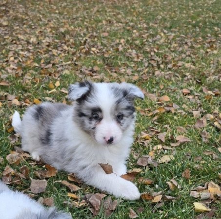 Bordercollie