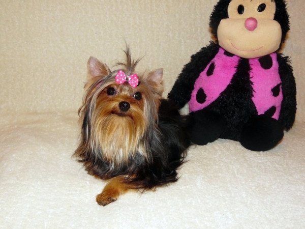 Yorkshire Terrier, Yorki