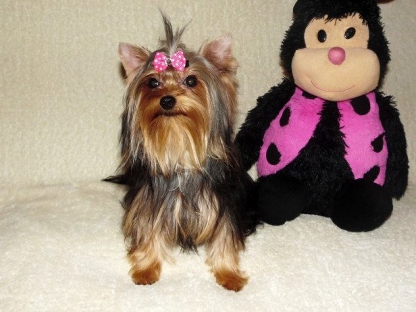 Yorkshire Terrier, Yorki