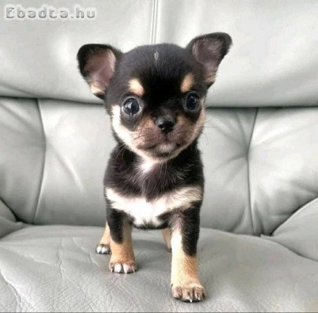 Chihuahua puppies for adoption and rehoming