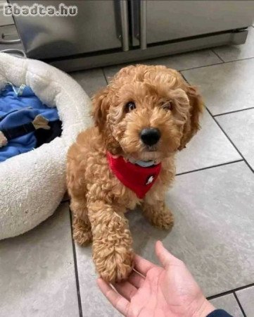 Registered poodle puppies for adoption