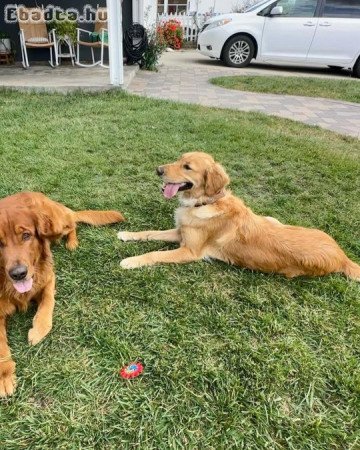 Golden Retriever puppies for adoption and rehoming