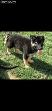 Germany shepherd for sale