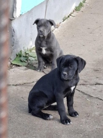 Cane Corso