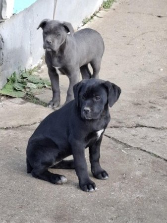 Cane Corso