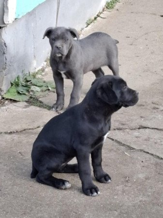 Cane Corso