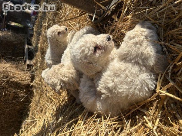 Eladó komondor kiskutyák