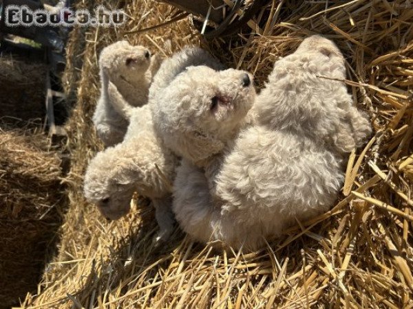 Eladó komondor kiskutyák