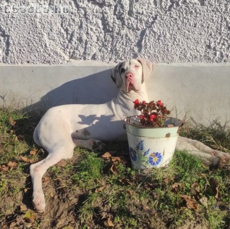 Időhiány miatt eladó Német dog kölyök