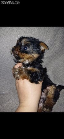 Yorki terrier fajta jellegű fiú