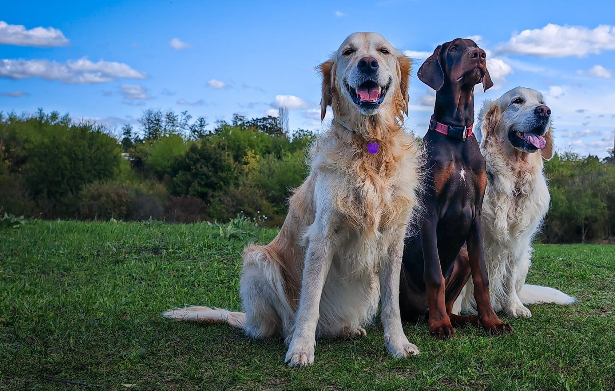 KONi Kutyatréning - KONi Dog Training