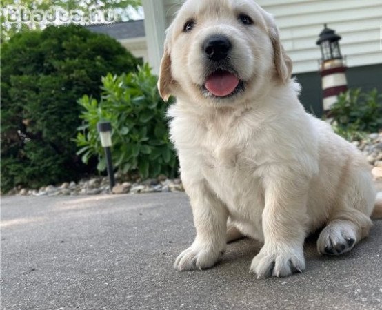 Édes Golden Retriever kölykök